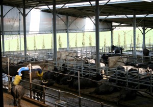 Mozzarella Tasting Tour