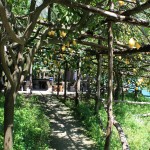 lemon trees amalfi